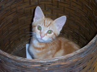 cat in basket